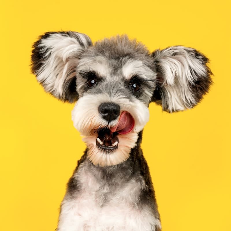 A freshly groomed dog with a happy, relaxed expression