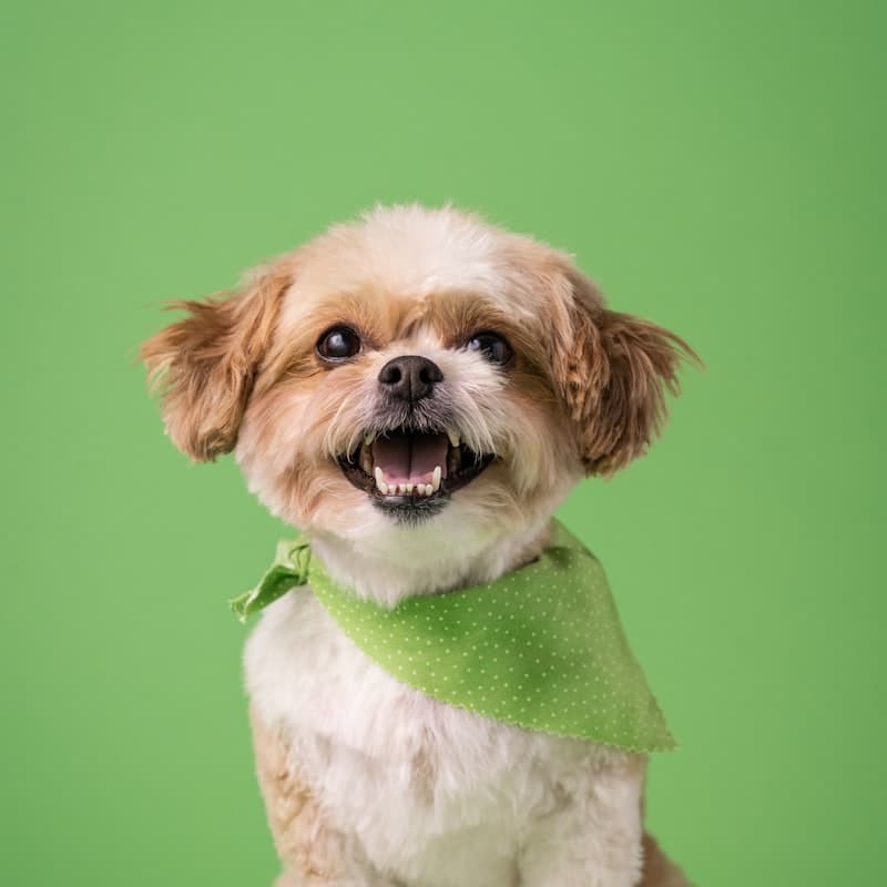 A fluffy groomed dog sitting contentedly