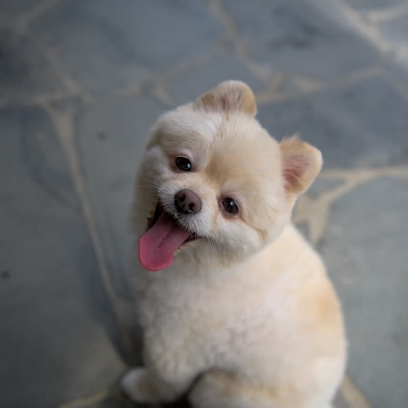 A small groomed dog with a bright, alert look
