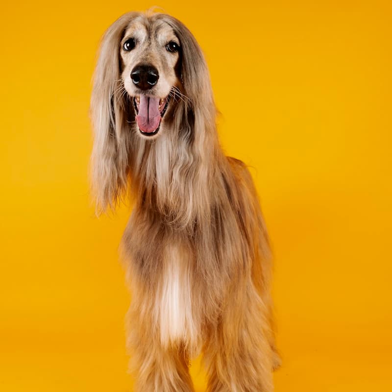A groomed dog outdoors, coat clean and brushed